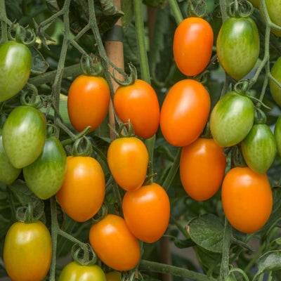 Tomat Orange Plum *2946, øko. grøntsagsfrø, Solanum lycopersicum, Roma-type, lys orange ovale frugte
