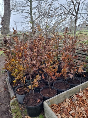 Bøgehæk, Bøg, Almindelig fagus Sylvatica
Kraftige bøgeplanter, barrod som er pottet.
80 - 100cm
Nb! 