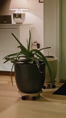 Aloe vera fra Spanien, Med potteplanter