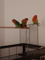Papegøje, Dværgpapegøje (lovebird), 0 år