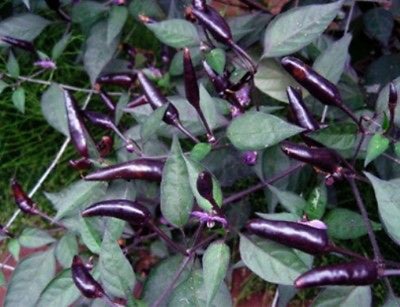 Chili - Zimbabwe Black - 10 frø, Chili - Zimbabwe Black - 10 frø
En af de dekorative chili sorter me