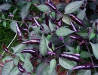 Chili - Zimbabwe Black - 10 frø