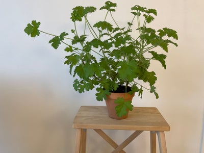 Stueplante, Duftgeranium, Duftgeranium i lerpotte ø 13 cm. Højde inklusiv  potte ca. 45 cm. Den får 