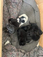 Labrador, hvalpe, 3 uger
