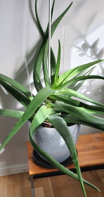 Stueplante, Aloe Vera, Kæmpestor stueplante, Sukkulent
Højde: 80 cm

Sælges på grund af pladsmangel
