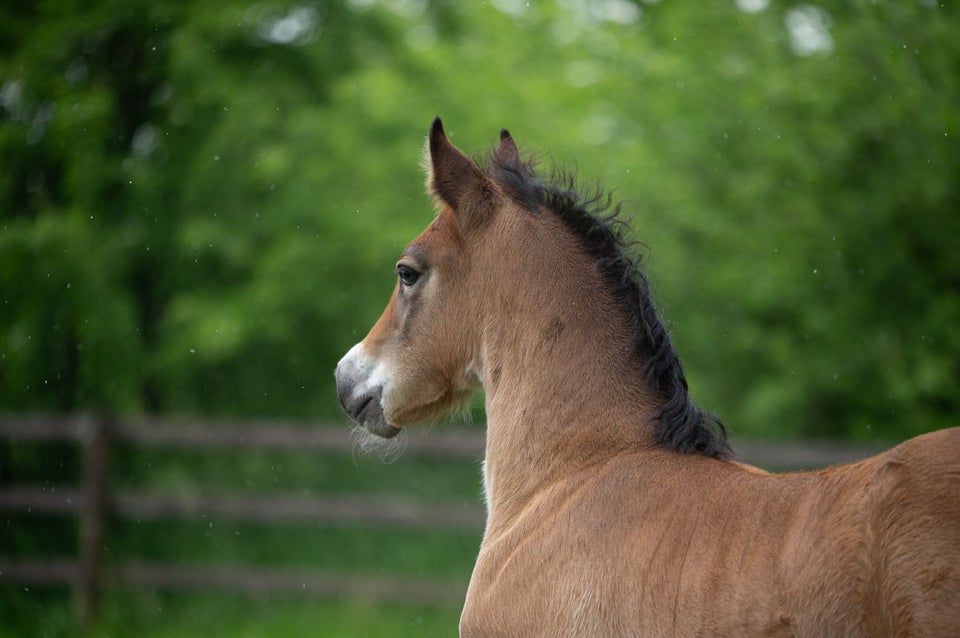 Welsh Cob, hingst, 0 år