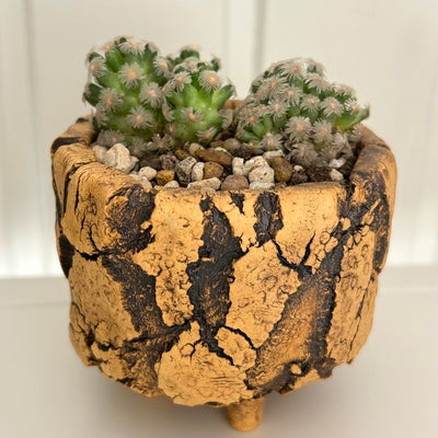 Kaktus, Mammillaria theresae, 2 stk. Mammillaria theresae inkl. unik lerkrukke sælges. Veletableret 