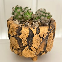 Kaktus, Mammillaria theresae