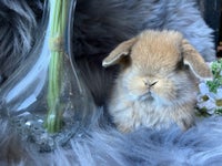 Kanin, Mini lop, 0 år