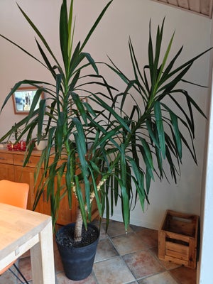 Yucca palme, Palme, Yucca palme, ca. 215 cm høj og 160 cm bred.
Sælges i potte.
Skal afhentes i Galt