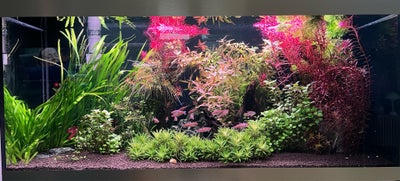 Planter, Har tyndet ud i mit akvarium, og sælger derfor 5 poser Rotala rotundifolia 'Blood Red à 50 