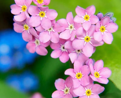 Alpe-forglemmigej - lyserød - 100 frø, Alpe-forglemmigej - lyserød - 100 frø
Myosotis alpestris
Myos