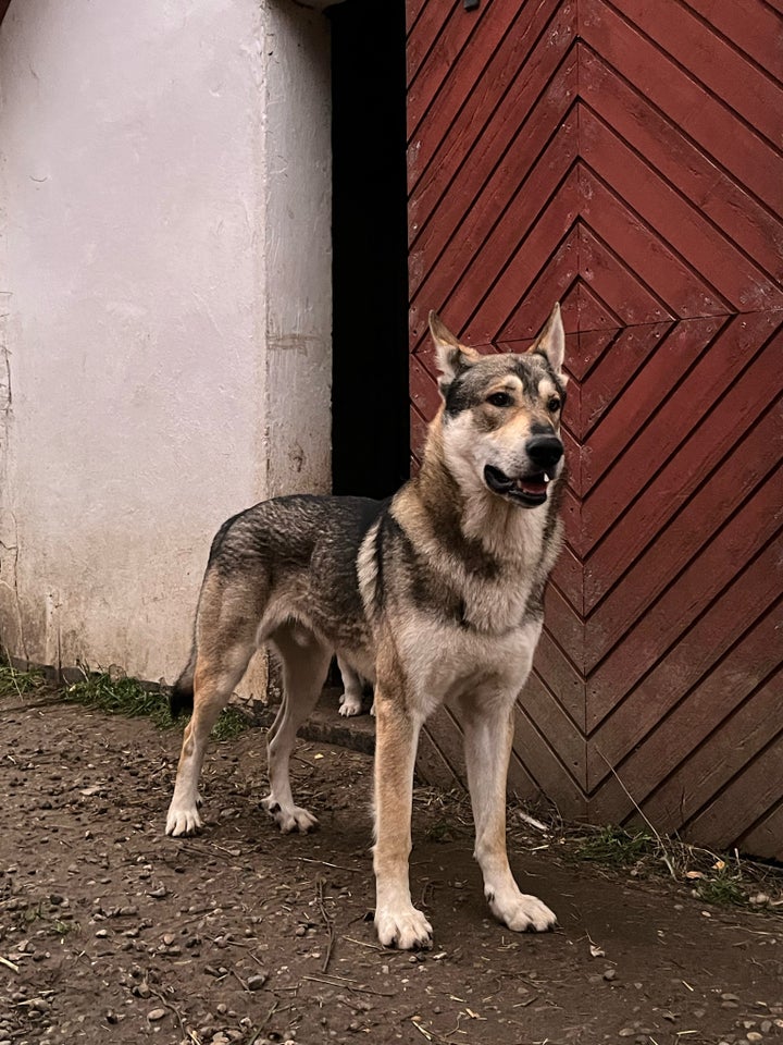 Hvalpe, blanding af Malamute/hvid schæfer/ulvehund