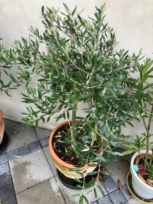 Oliventræ, Ca 125 cm sælges med krukke for 500,-