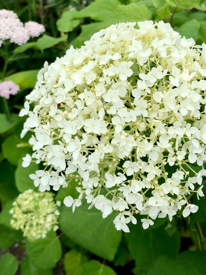 Hortensia, Anabelle