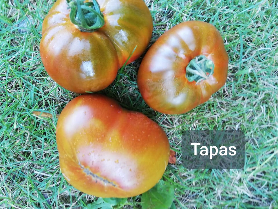 Tomatplanter, frøstabile, flere sorter