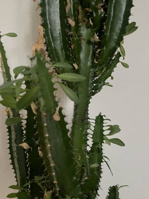 Kaktus, Sælger min kaktus med potte til 150 kr 

Har flere til salg 