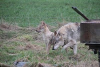 Tjekkoslovakisk ulvehund, hvalpe, 12 uger