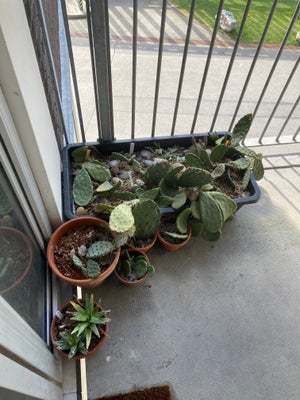 Kaktus , Winter hardy cactuses, I have a bunch of different species of winter hardy cactuses plus a 