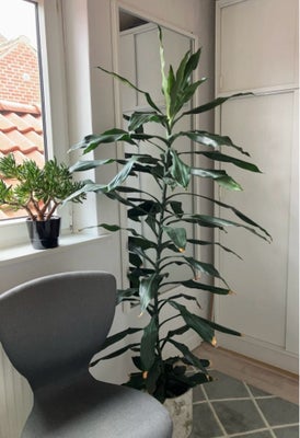 Palme , Drageblodstræ træ, Stueplante, Drageblodstræ, 
Dracaena fragrans Cintho.
Højde ca 165 cm.
Pa