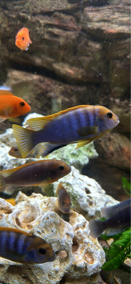 Labidochromis hongi, 10 stk.