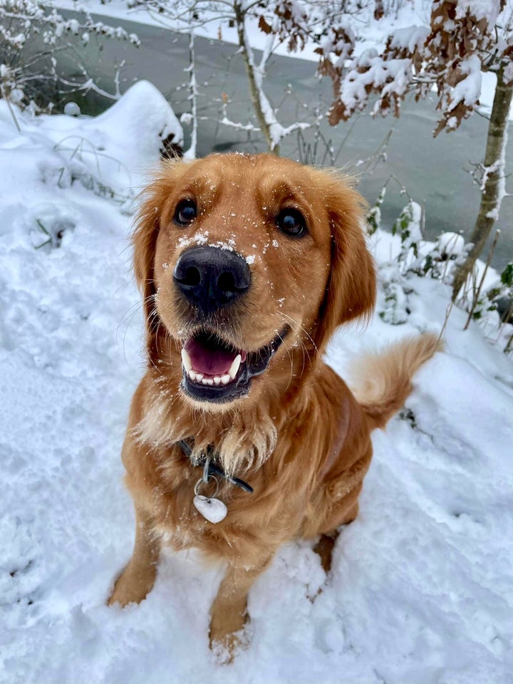 Golden retriever hvalpe, mørk gyldne