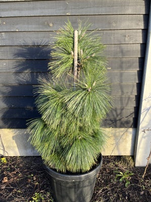 Speciel fyr 90cm , PINUS SCHWERINII 'WIETHORST', Flot Pinus 'Wiethorst' til salg.  Er et meget flot 