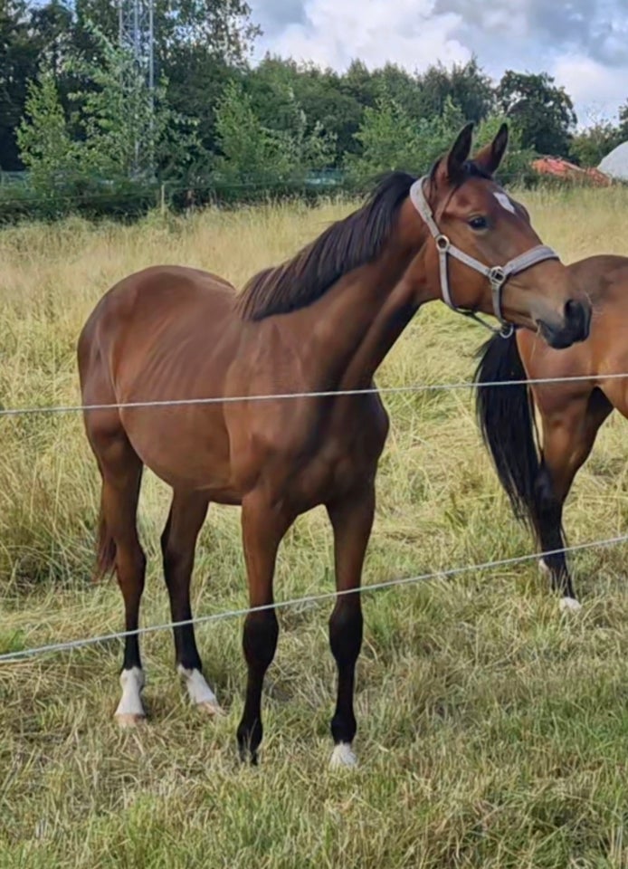 Dansk Varmblod, vallak, 1 år