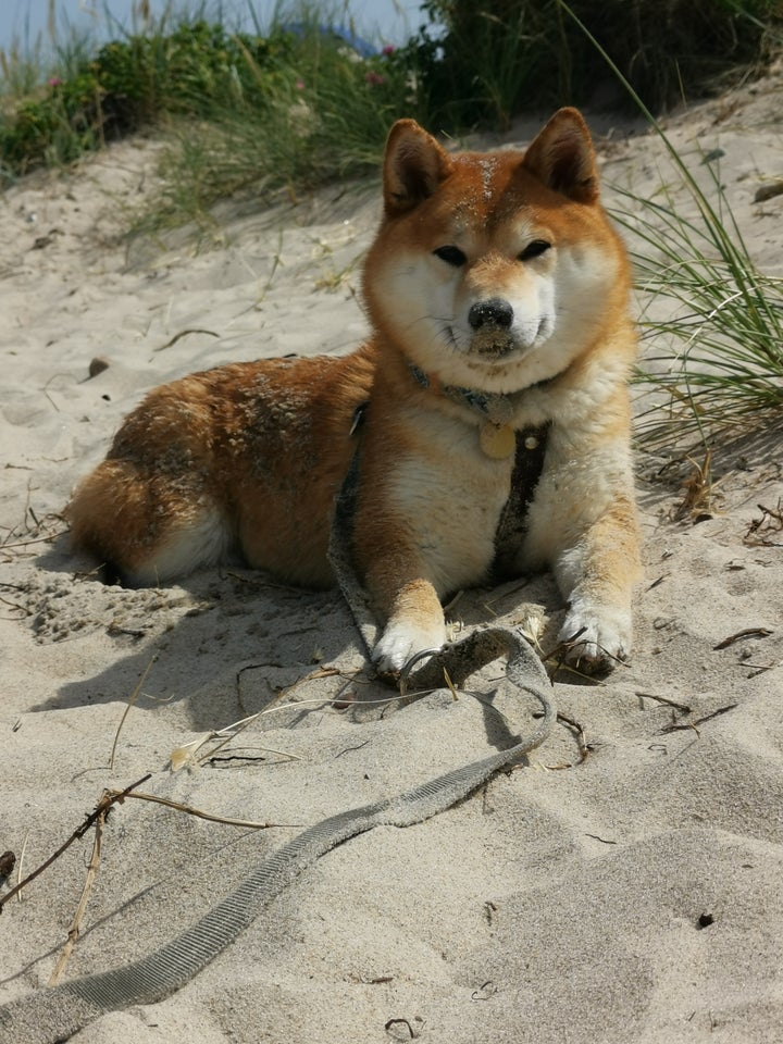 Shiba