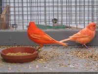 Kanariefugl, Røde kanariefugle, 1 år