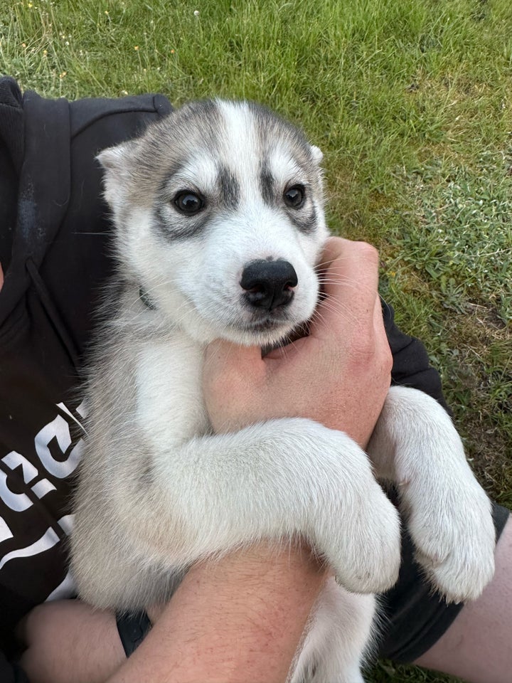 Dejlig husky malamute dreng