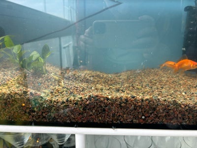 Akvarium, 50 liter