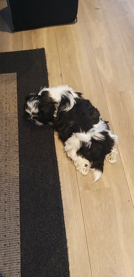 Shih tzu, hvalpe, 12 uger