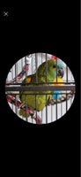 Papegøje, Blåpandet, 2 år