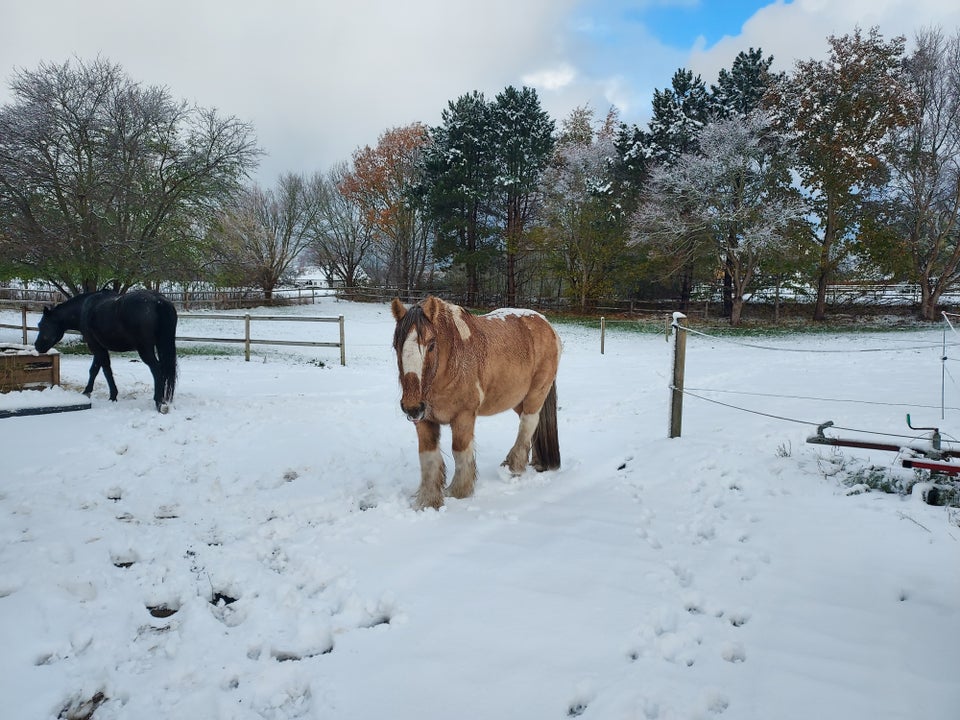 Irish Cob, vallak, 14 år