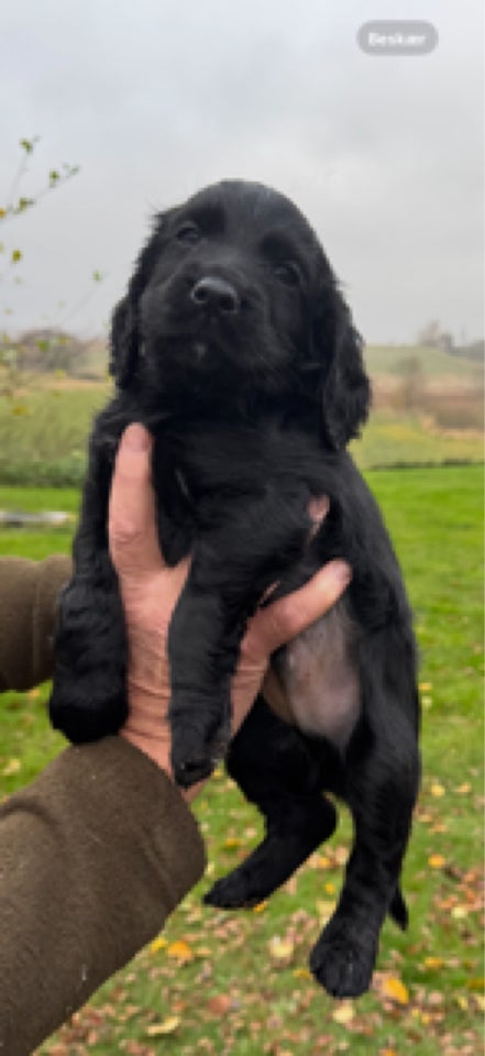 Cocker Spaniel