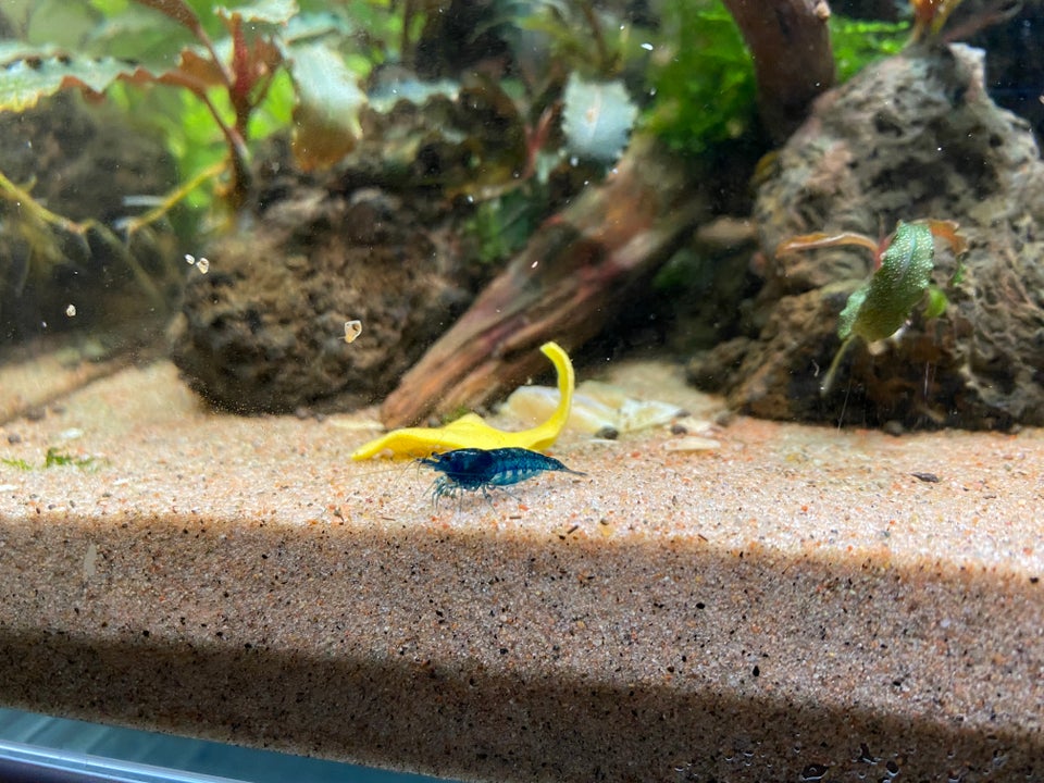 Neocaridina blue dream