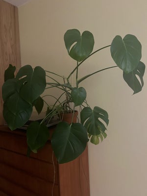 Stueplante, Fingerphilodendron, Monstera deliciosa, Krukke medfølger, men ikke underskål.

Trænger t