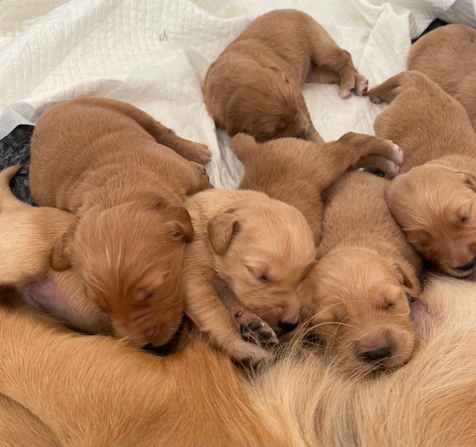 Golden retriever hvalpe, mørk gyldne