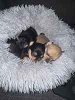 Chihuahua blanding , hvalpe, 3 uger