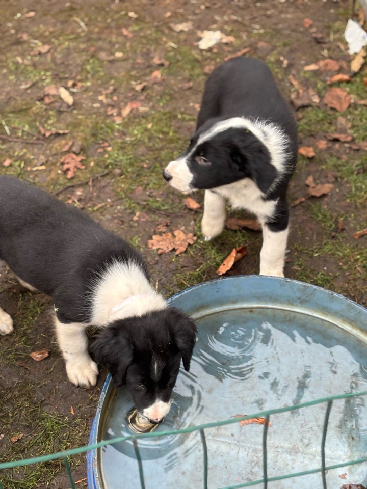 Border Collie