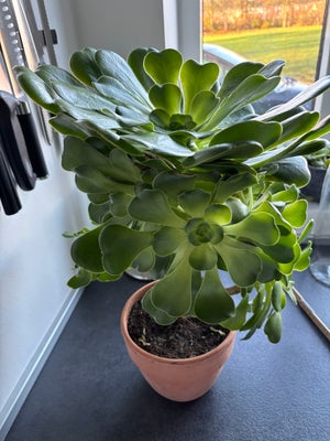 Potteplante , Aeonium, Stor flot Aeonium  
Højde ca 45 cm, incl ler potte  
Sælges kun da jeg ikke h