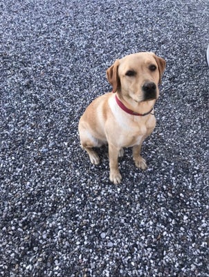 Labrador, hund, 3 år, Hej,
Obs! Kun seriøse henvendelser, ring gerne for en snak. 

Vi går med dårli