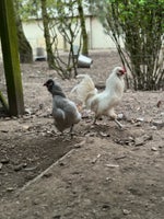 Kyllinger, 2 stk.