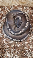 Slange, Konge python