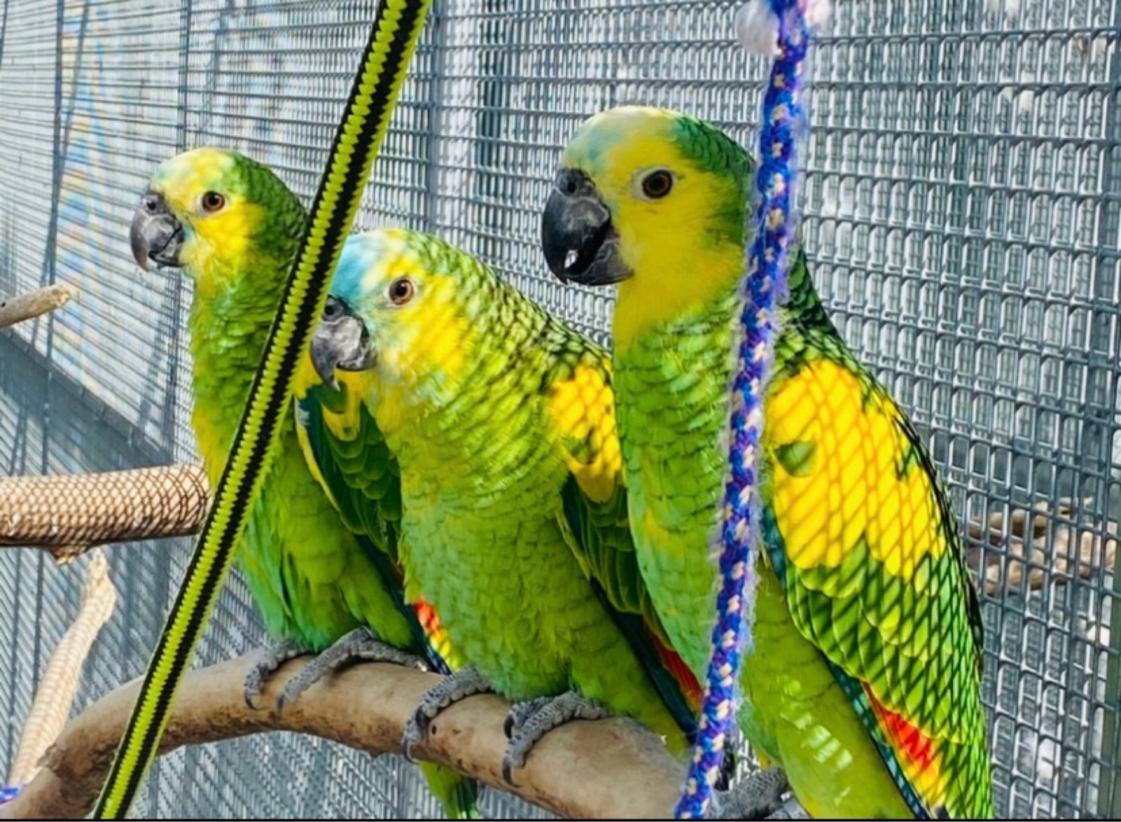 Papegøje, Gulvinget amazone , 0 år