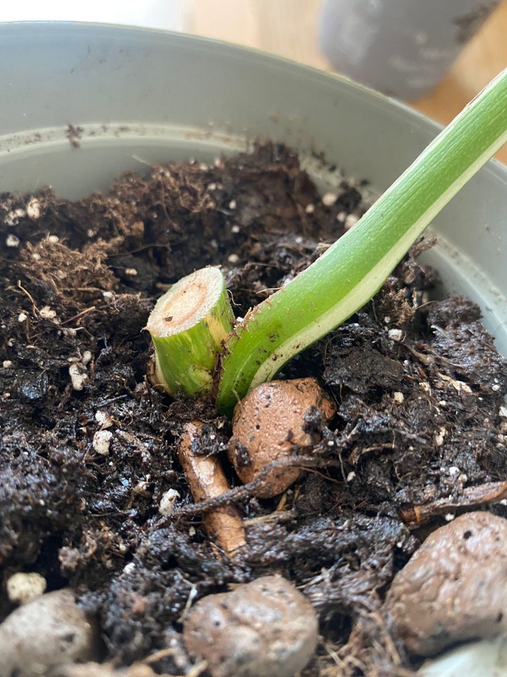 Monstera Aldo, Monstera Aldo