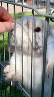 Kanin, Minilop, 3 år