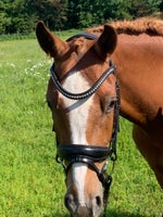 Dansk Sports Pony (DSP), hoppe, 5 år