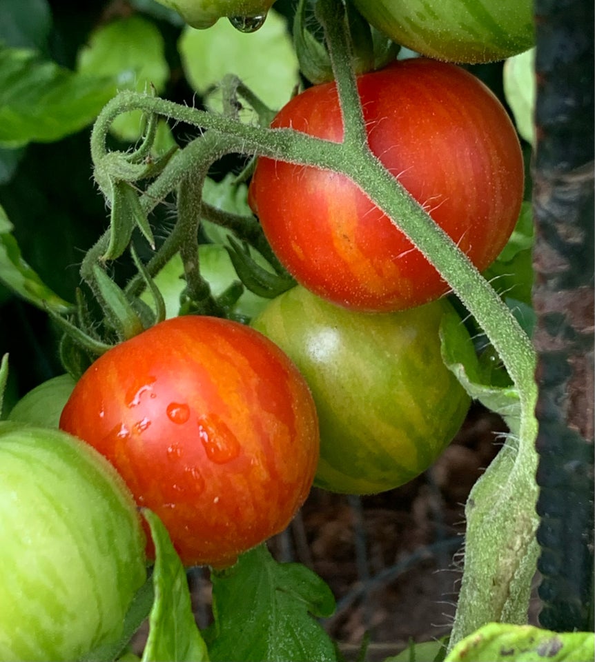 DE SIDSTE ØKO TOMAT PLANTER - TILBUDS PRISER, Mynte-